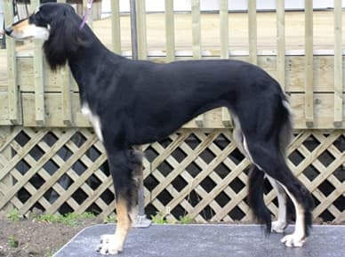 What does Brief Saluki Breed Standard Tell Us About the Breed?