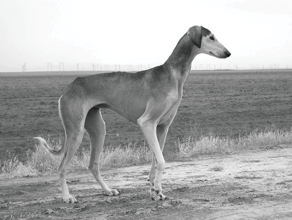 Saluki Standard Saluki Standard