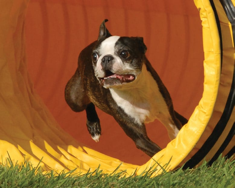 Boston Terrier Performance - “Hoosier”