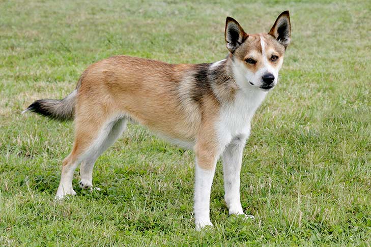 Norwegian Lundehund dog standing on grass in a field
