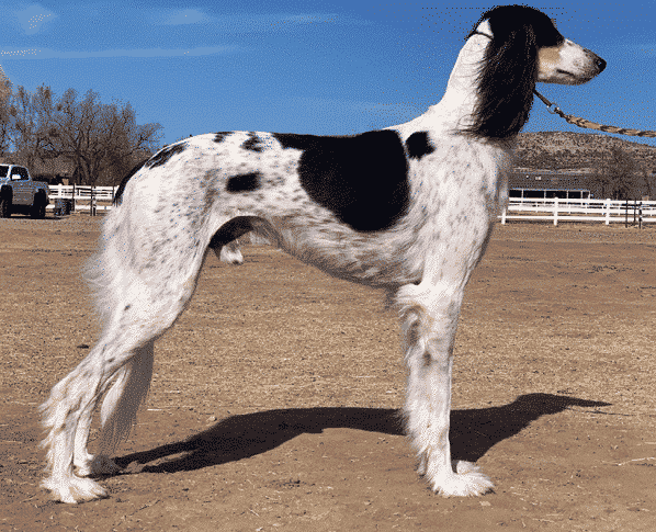What does Brief Saluki Breed Standard Tell Us About the Breed?