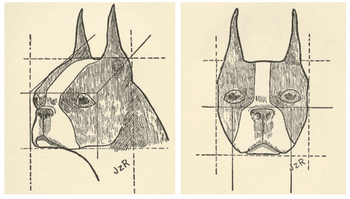 Illustrations from The Ideal Boston Terrier by Josephine Z. Rine (c. 1932).