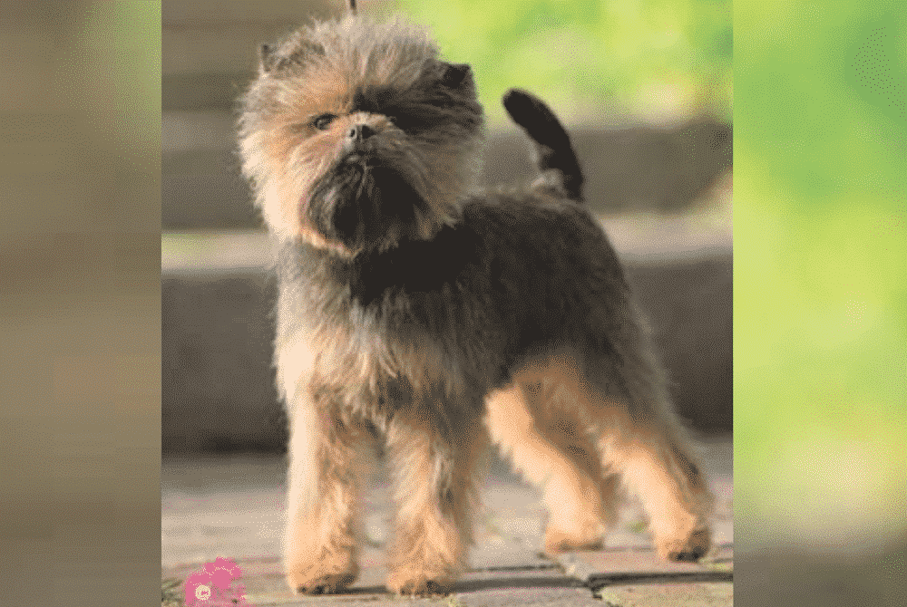 How to judge Affenpinscher?