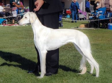 What does Brief Saluki Breed Standard Tell Us About the Breed?