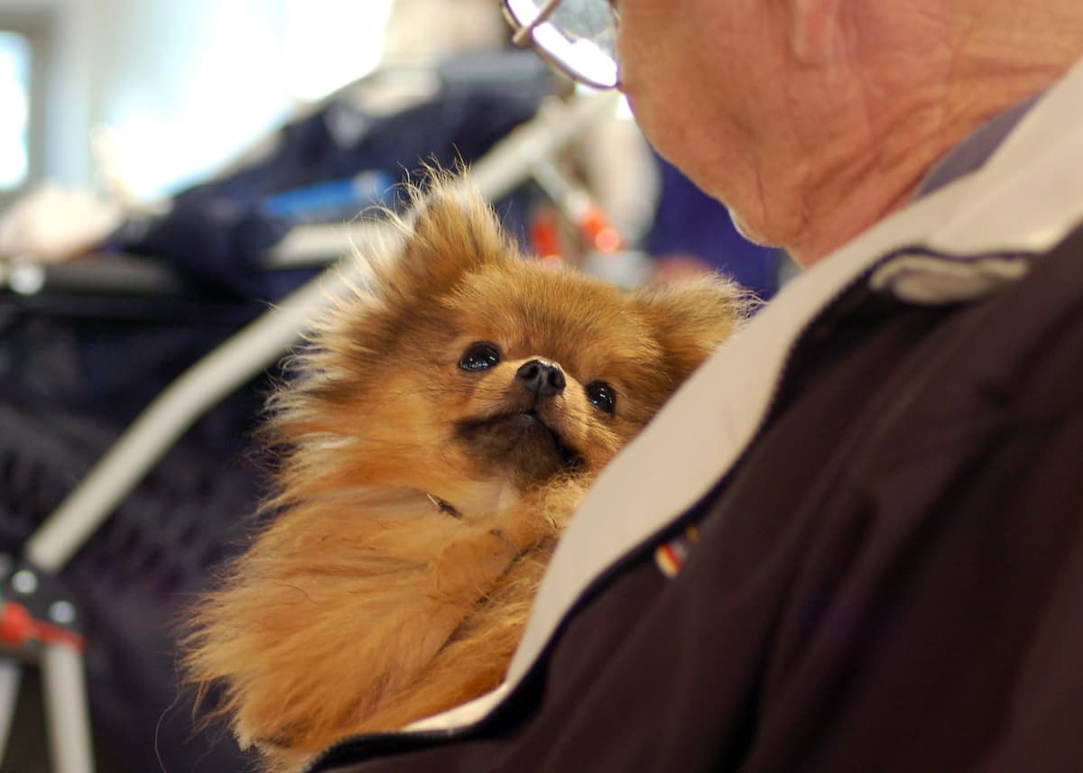 Owner-Handler Contribution to the Legacy of Purebred Dogs Owner-Handler Contribution to the Legacy of Purebred Dogs
