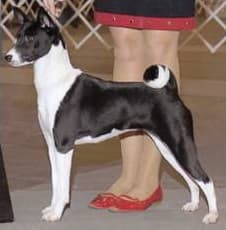 Basenji Black and White Basenji side photo