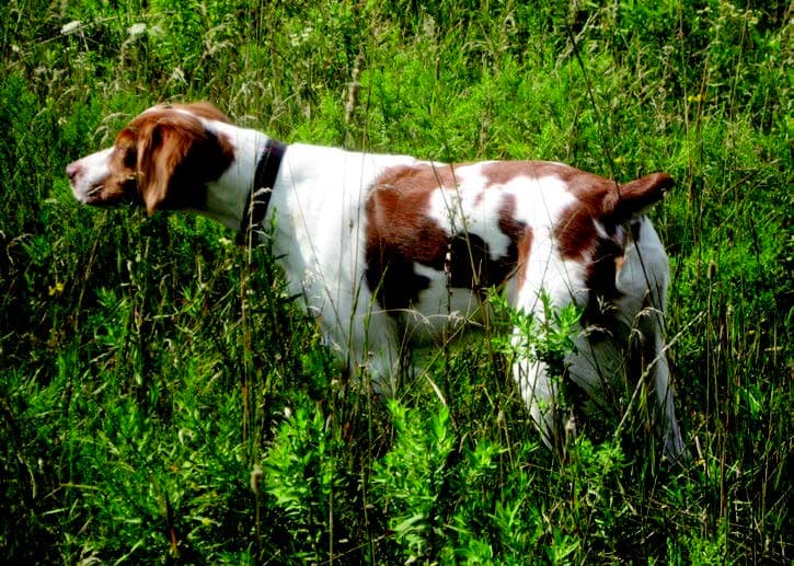Brittany-Dog Side photo of a Brittany Dog in tall grass