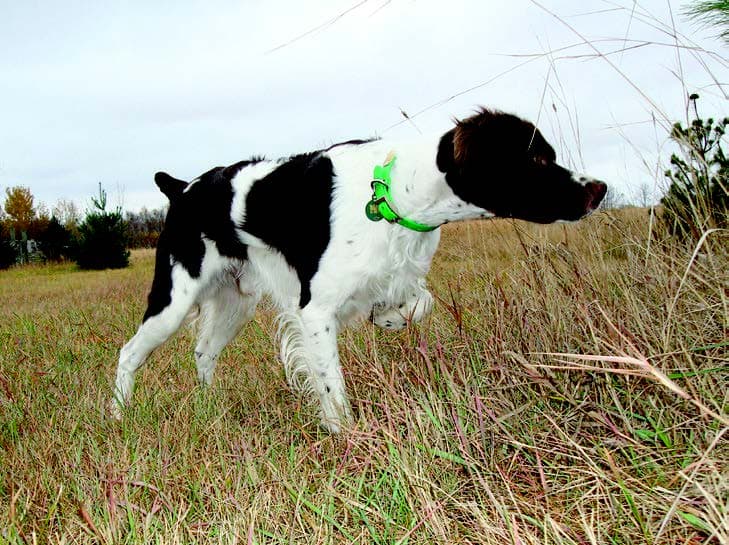 Brittany Brittany Dog in the wild, looking attentively at something