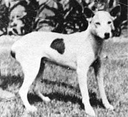 Basenji-congo-1940 Basenji named Congo old photo