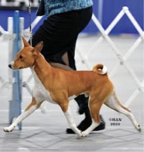 Proportionally Speaking: The Square, Agile African Basenji