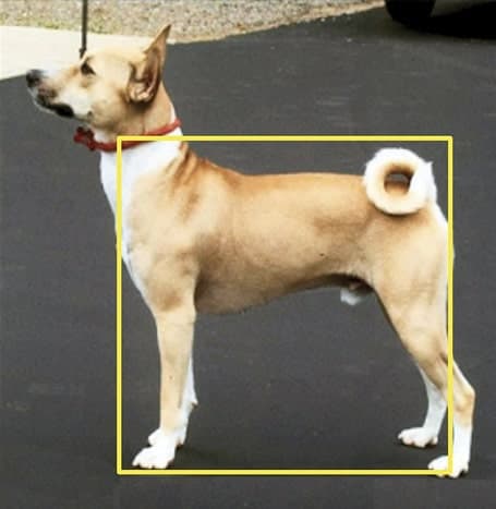 Proportionally Speaking: The Square Basenji Proportionally Speaking: The Square Basenji