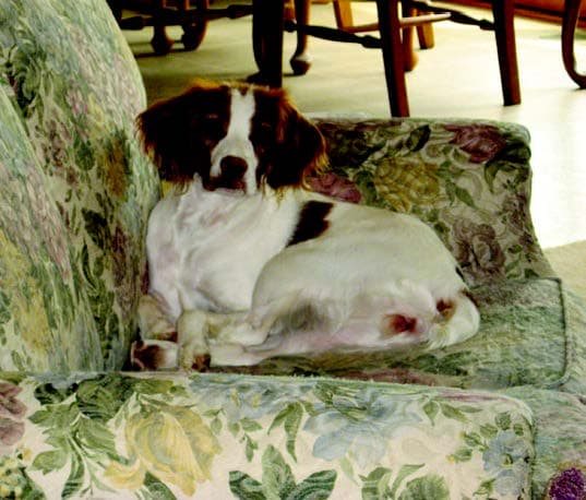 Brittany Brittany Dog lying on a sofa
