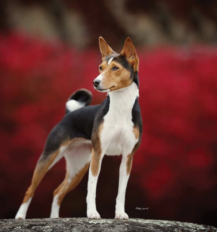 Basenji Rare Basenji Coat Color - Open Faced Tri Basenji photo