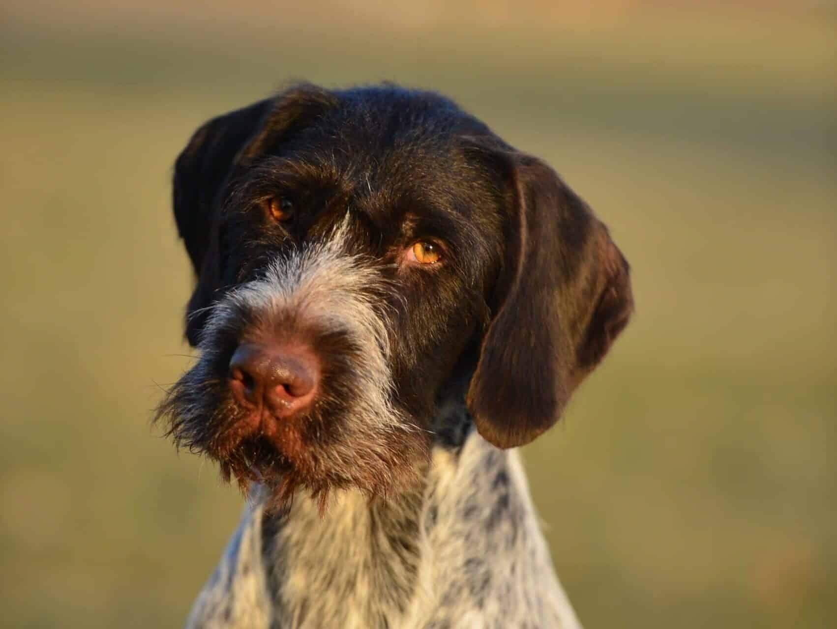 German Wirehaired Pointer head photo