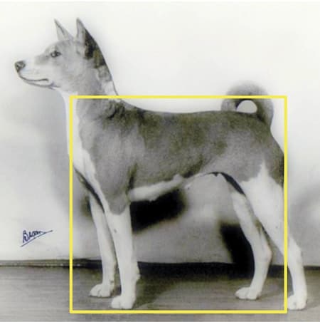 Proportionally Speaking: The Square Basenji Proportionally Speaking: The Square Basenji