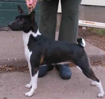 Basenji Rare Basenji coat color and marking Recessive Black Basenji side photo