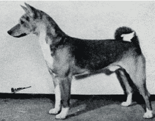 basenji-saddle Basenji named Saddle side photo