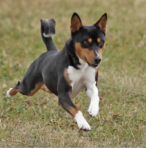 Basenji Basenji running