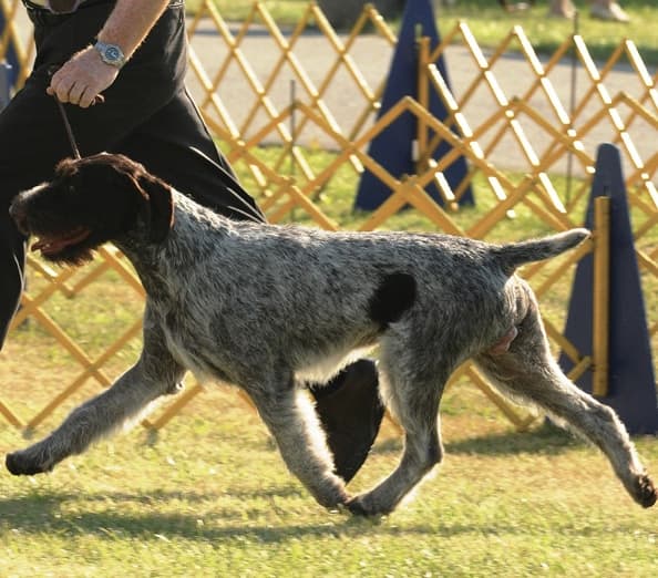 Understanding the German Wirehaired Pointer Coat German Wirehaired Pointer walking in the dog show ring