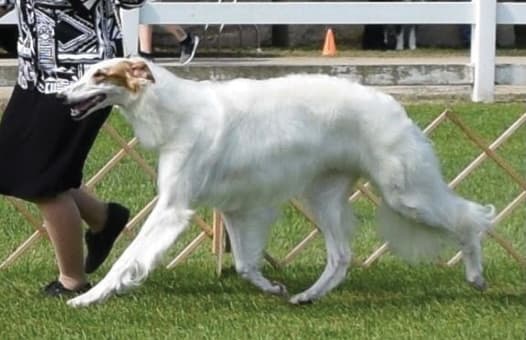 Borzoi Breed Type | Sorting Out 3 Elements