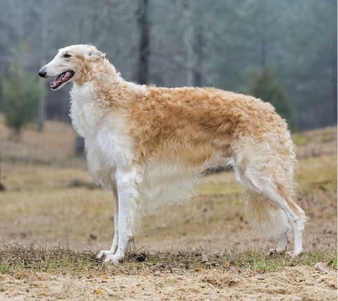 Borzoi Breed Type | Sorting Out 3 Elements Borzoi Breed Type | Sorting Out 3 Elements