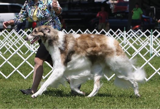 Borzoi Breed Type | Sorting Out 3 Elements