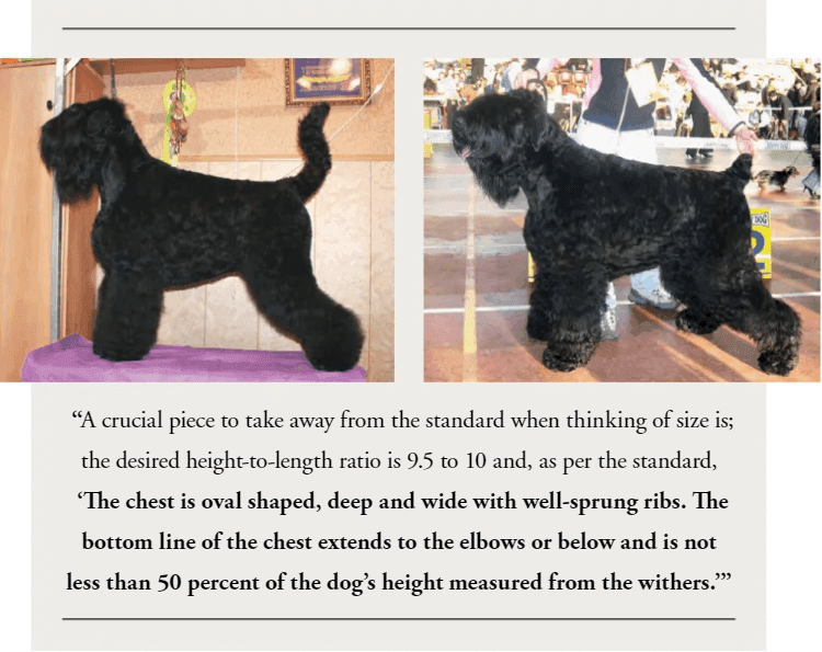 Size and Coat Type of Black Russian Terrier ? Size and Coat Type of Black Russian Terrier ?