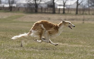 Solving The Borzoi Puzzle | Allowing the Pieces to Fall into Place Solving The Borzoi Puzzle | Allowing the Pieces to Fall into Place