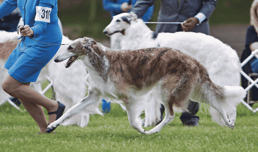 Solving The Borzoi Puzzle | Allowing the Pieces to Fall into Place