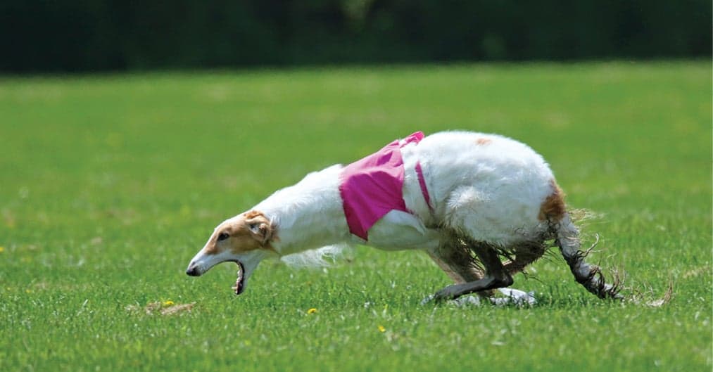 Borzoi Breed Type | Sorting Out 3 Elements Borzoi Breed Type | Sorting Out 3 Elements