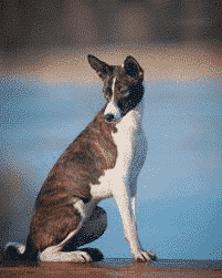 Basenji Reverse Brindle Basenji photo Rare Basenji coat color and marking