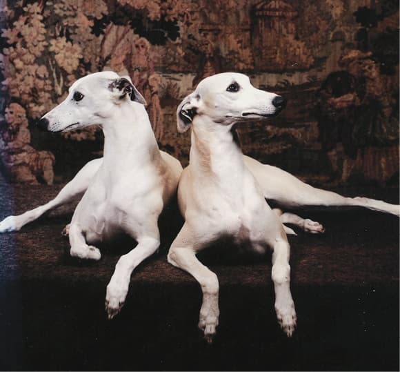 Iva Kimmelman | Merci Isle Whippets : Iva Kimmelman | Merci Isle Whippets :