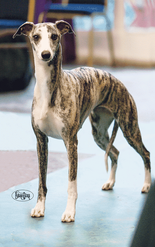 Iva Kimmelman | Merci Isle Whippets : Iva Kimmelman | Merci Isle Whippets :