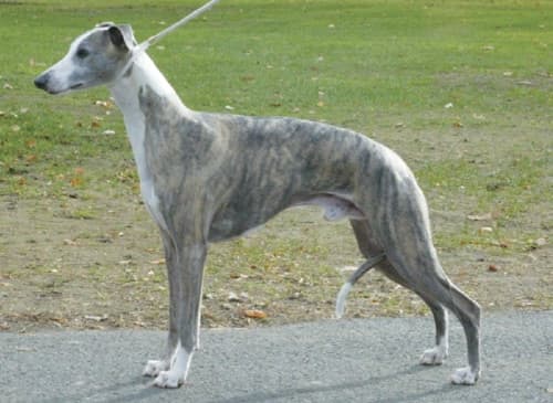 Iva Kimmelman | Merci Isle Whippets : Iva Kimmelman | Merci Isle Whippets :