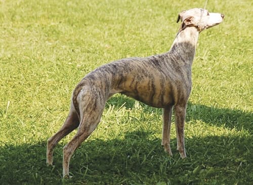 Iva Kimmelman | Merci Isle Whippets : Iva Kimmelman | Merci Isle Whippets :