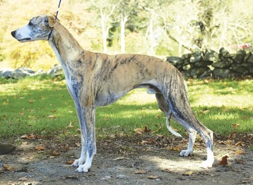 Iva Kimmelman | Merci Isle Whippets : Iva Kimmelman | Merci Isle Whippets :