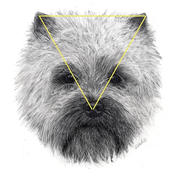 Cairn Terrier Breed Standard | General Foxy Expression Cairn Terrier Breed Standard | General Foxy Expression