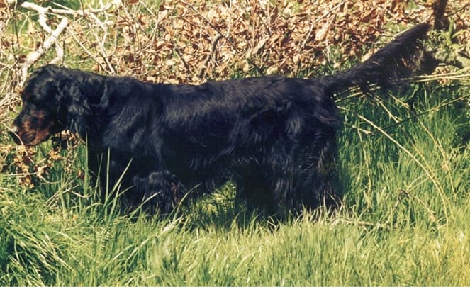 Gordon Setter Club of America Gordon Setter Club of America