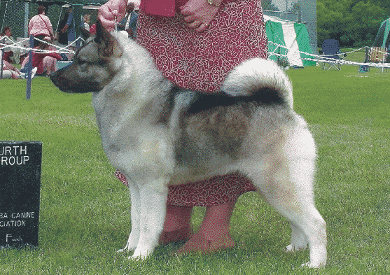 Norwegian Elkhounds | Breed Judging Side photo of a Norwegian Elkhound at a dog show.
