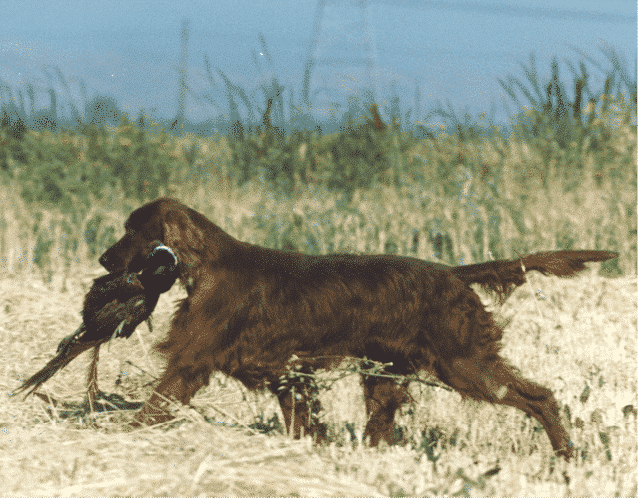 Irish Setter Standard Irish Setter in the field