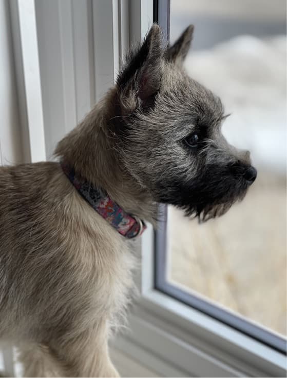 Cairn Terrier Breed Standard | General Foxy Expression Cairn Terrier Breed Standard | General Foxy Expression