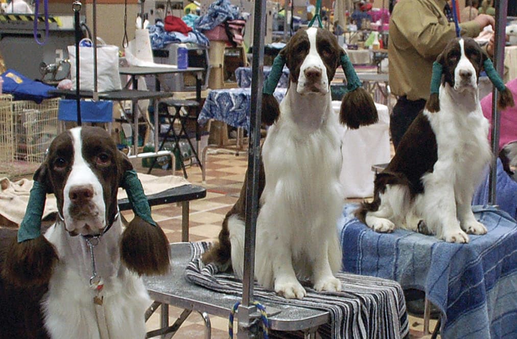 Do Purebred Dogs Have an Image Problem? Do Purebred Dogs Have an Image Problem?