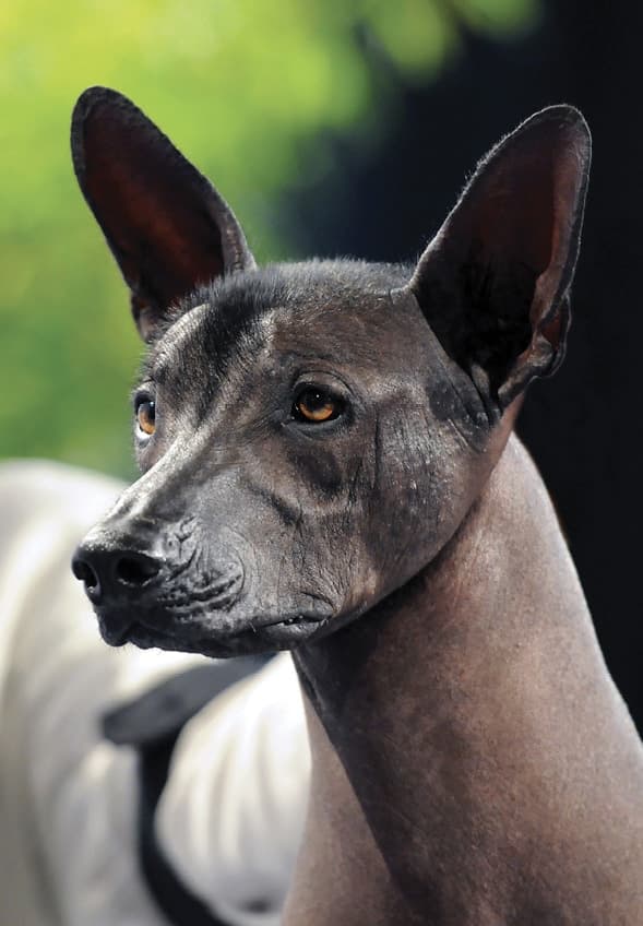 Do Purebred Dogs Have an Image Problem? Do Purebred Dogs Have an Image Problem?