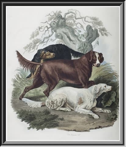 Irish Setter Standard Irish Setter painting