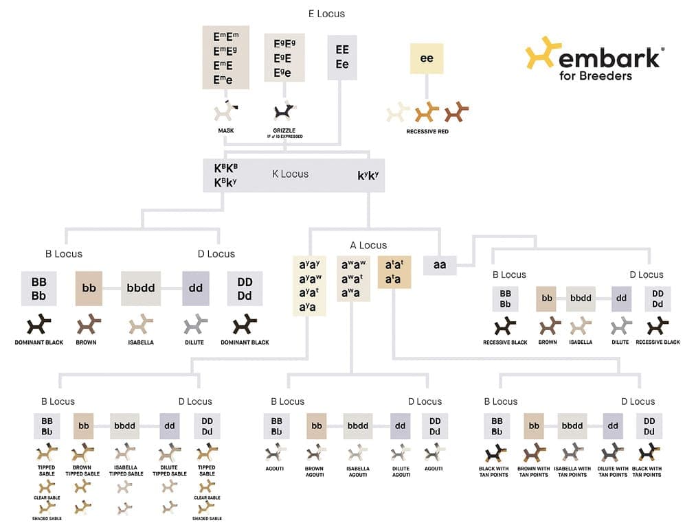 Coat Color Genetics & Embark Health Testing Coat Color Genetics & Embark Health Testing