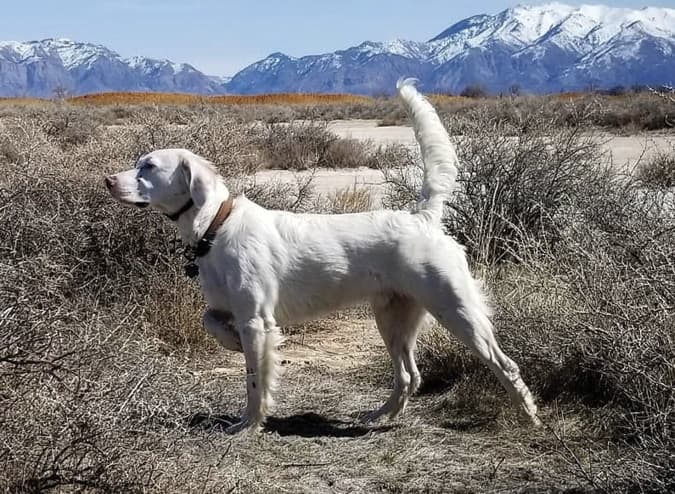 English Setter Standard | Traits of a Moderate Setter English Setter Standard | Traits of a Moderate Setter