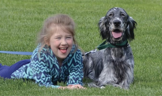 English Setter Standard | Traits of a Moderate Setter English Setter Standard | Traits of a Moderate Setter