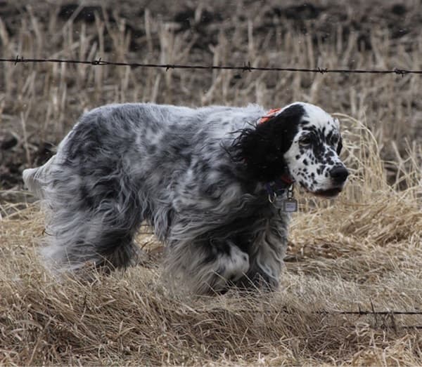 English Setter Standard | Traits of a Moderate Setter English Setter Standard | Traits of a Moderate Setter
