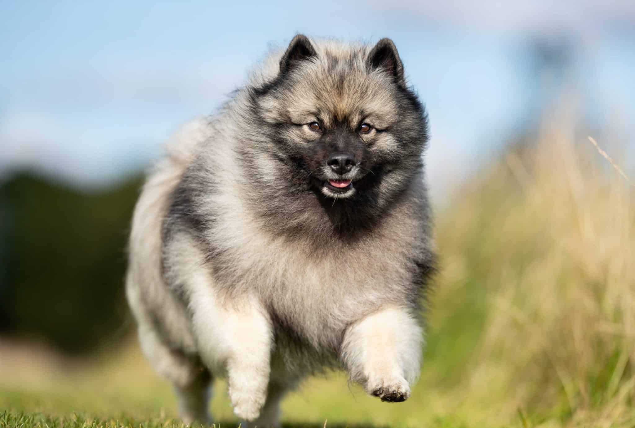 Coat Color Genetics & Embark Health Testing