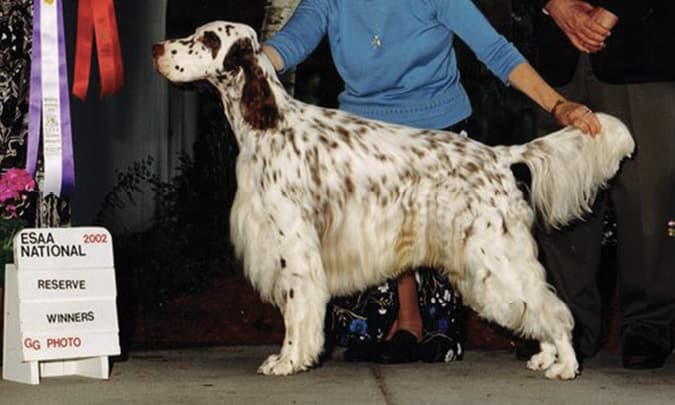 English Setter Standard | Traits of a Moderate Setter English Setter Standard | Traits of a Moderate Setter